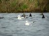 Caspian Gull at Paglesham Lagoon (Pete Livermore) (69214 bytes)